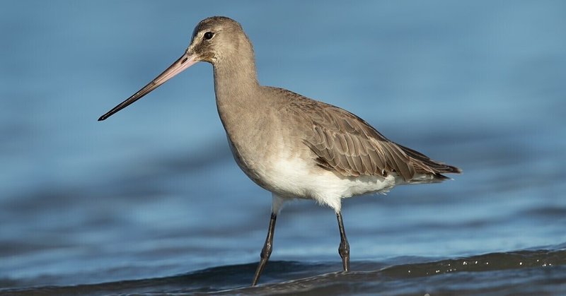 ３万㎞の旅路が途切れる日　アメリカオグロシギ激減が告げる大陸のSOS
