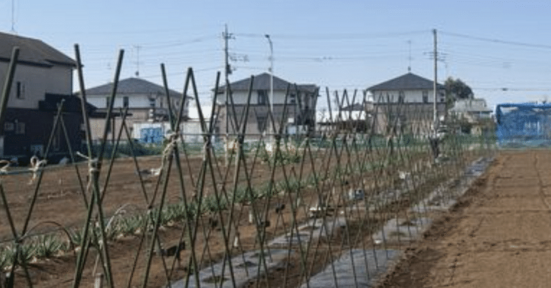 第3回講習はサトイモの定植と