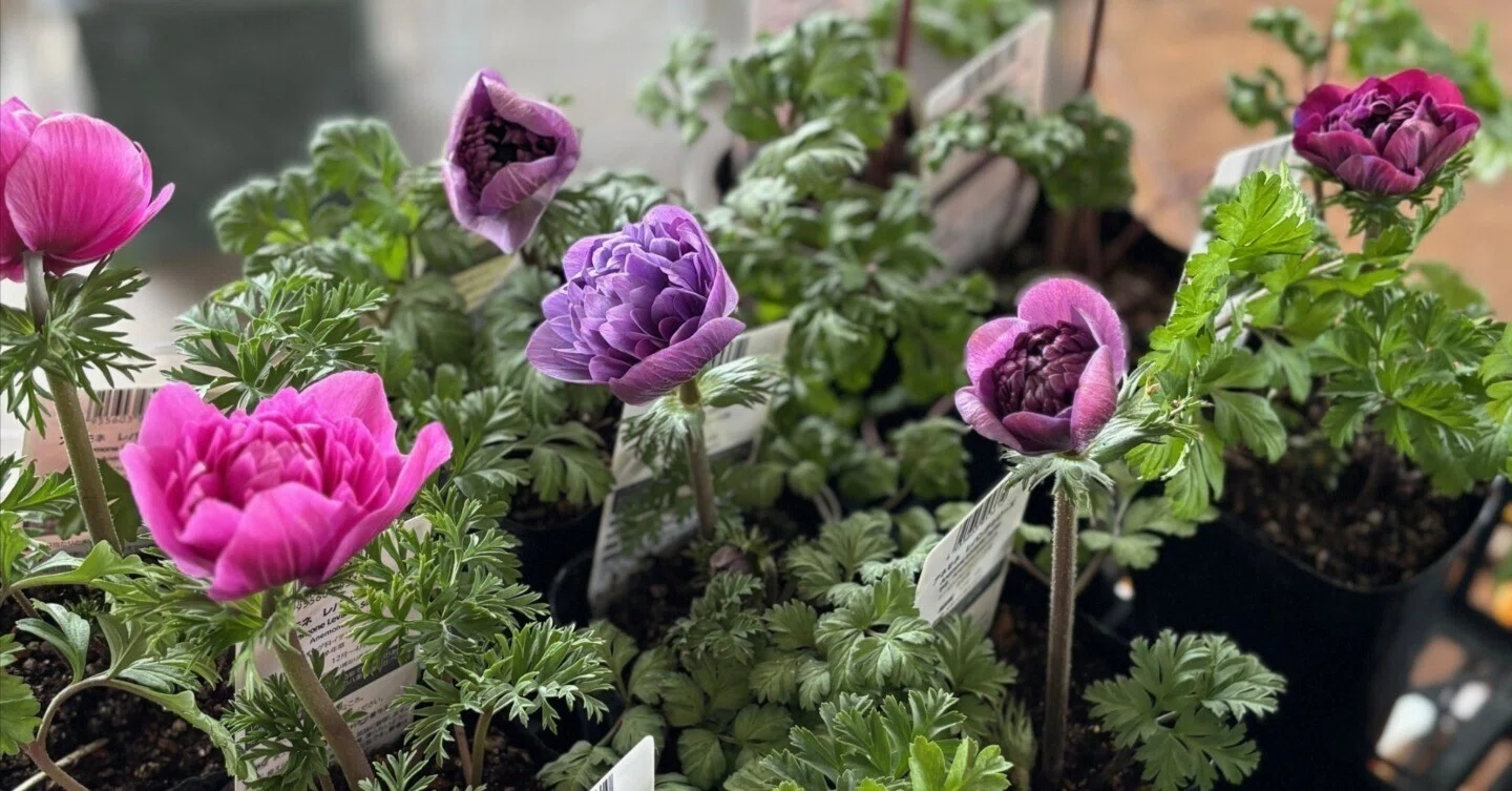 Anemone Levante is too cute｜sola og planta 作業日誌