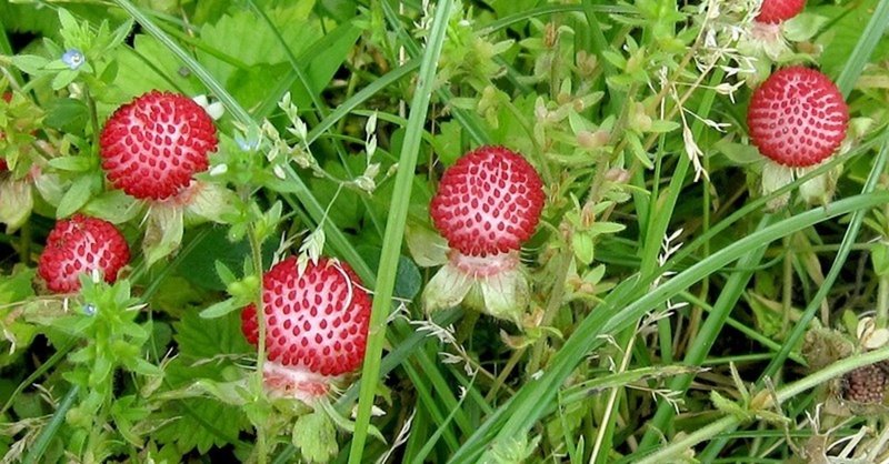 Nikiのホリスティック研究室 ヘビ苺 L 学名 Potentilla Hebiichigo 心と魂とカラダの療法 Niki Holos Nikiのホリスティック研究室 Note