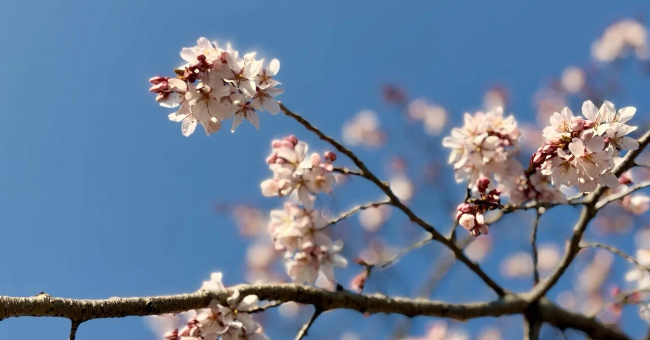 皇居 乾門通り抜け｜桜の季節がやってきた 令和8年春季一般公開は3月29