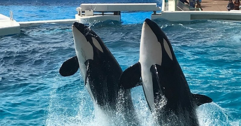 部屋とシャチと私