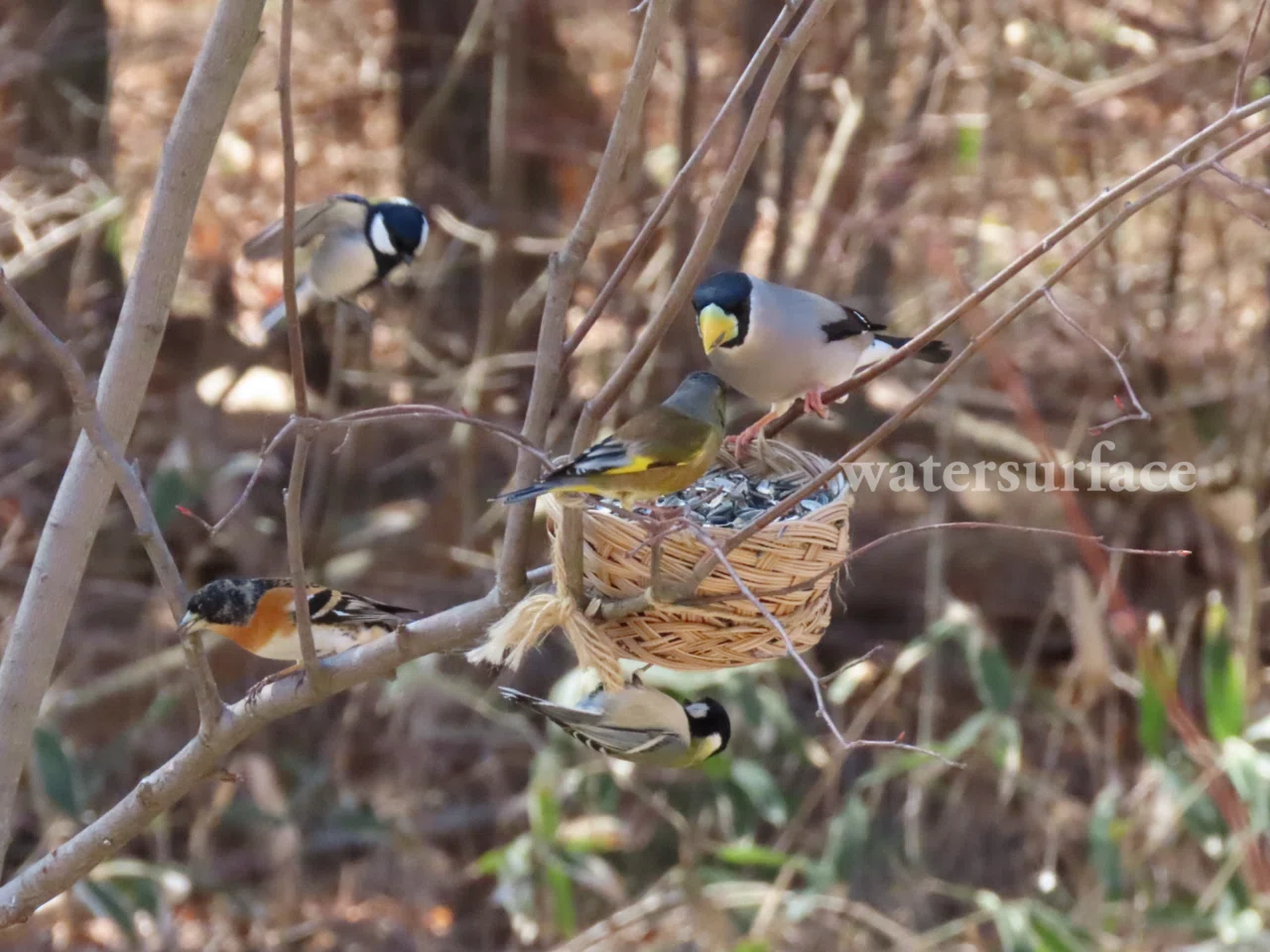 庭 に 来る 冬 鳥