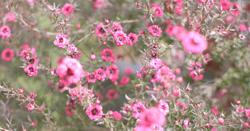 ひとりの人生経験は 誰かの生きる糧になる ようこ 野に咲くことば Note