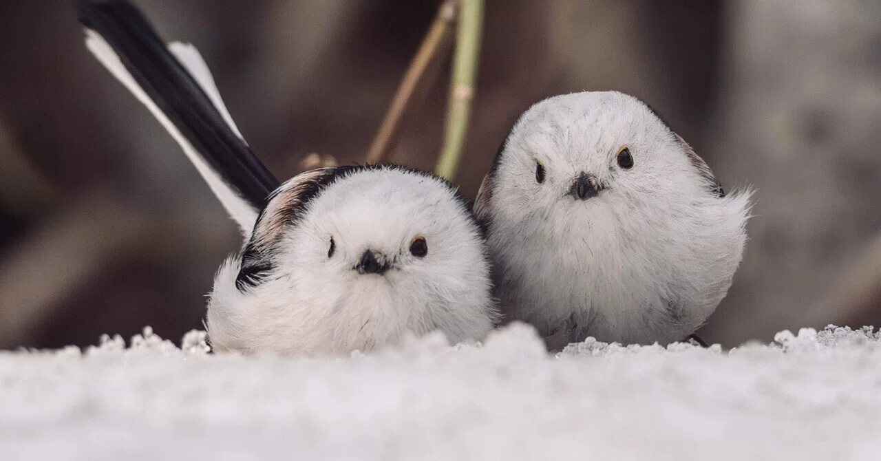 2026年3月の野鳥観察｜TOLIMAN Hondα