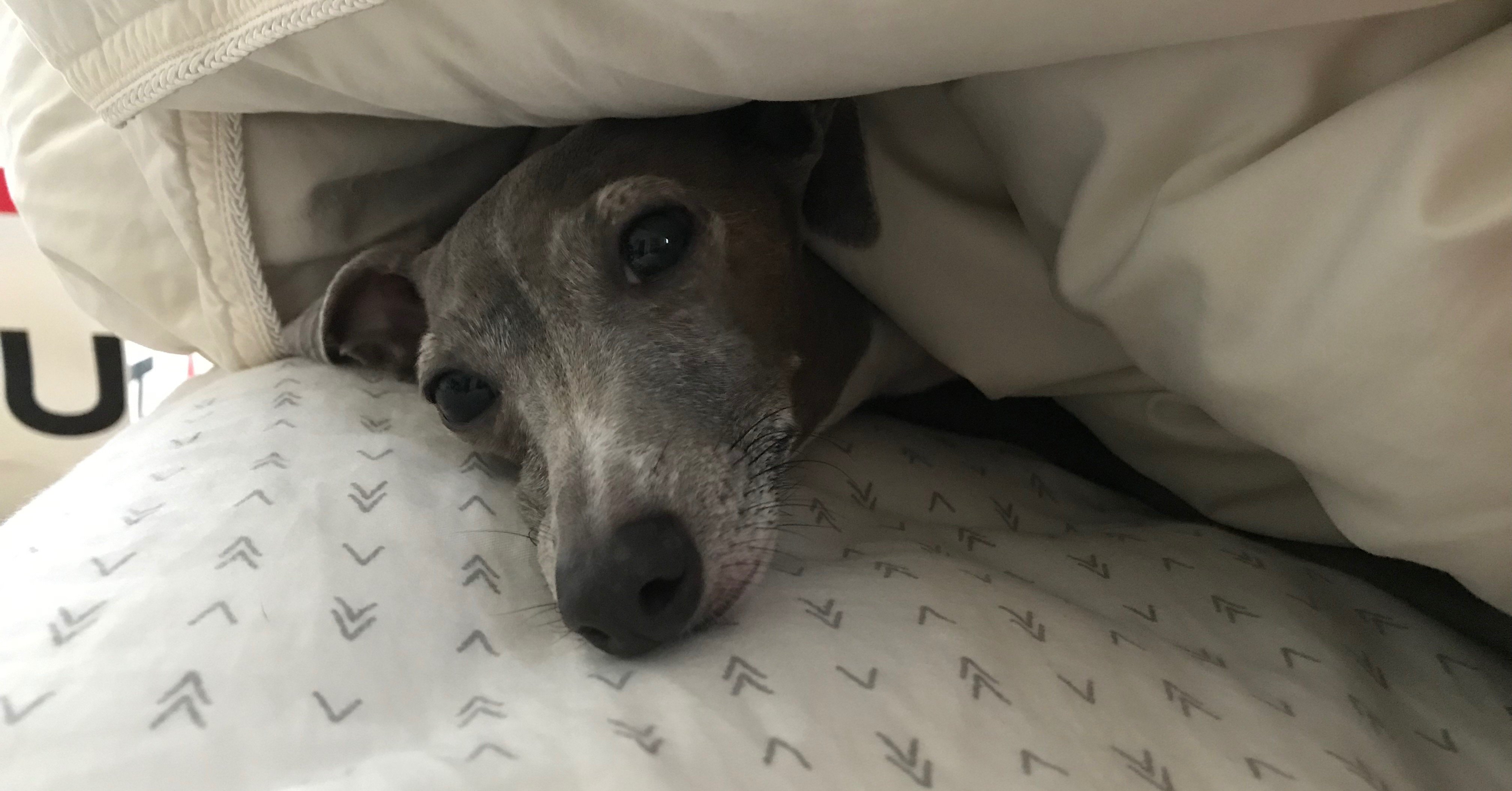 うちのイタグレが可愛すぎる しょーろんぽう Note