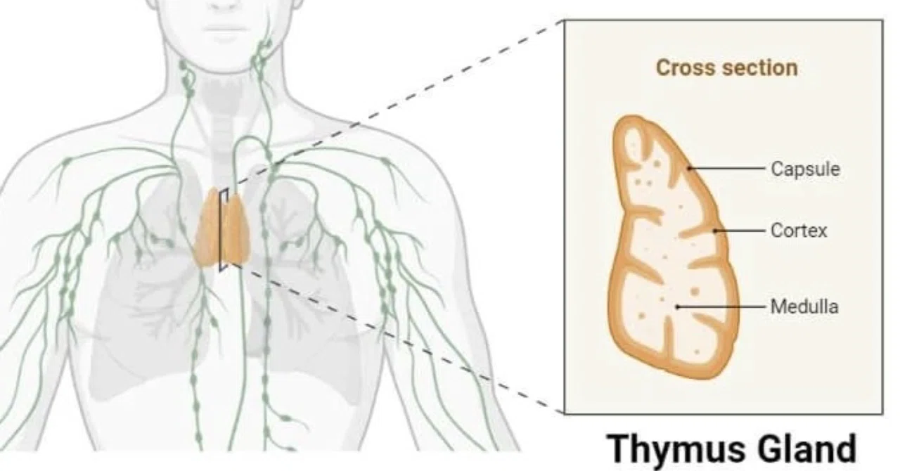 最新｜胸腺の健康が寿命を左右する：がん・心臓病リスクとの関連が明らかに