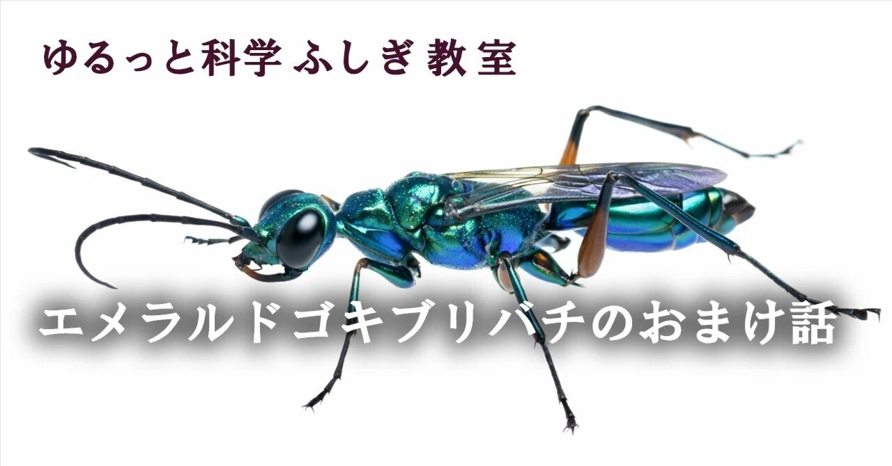 エメラルドゴキブリバチのおまけ話｜さとうかよこ（きらら舎）
