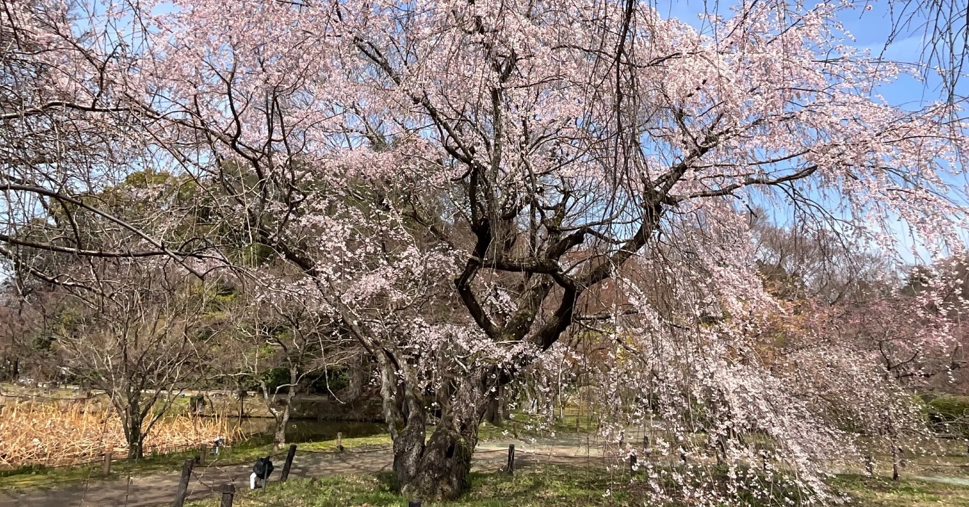 Shidare-zakura Reaches Peak Bloom (Kyoto Botanical Gardens