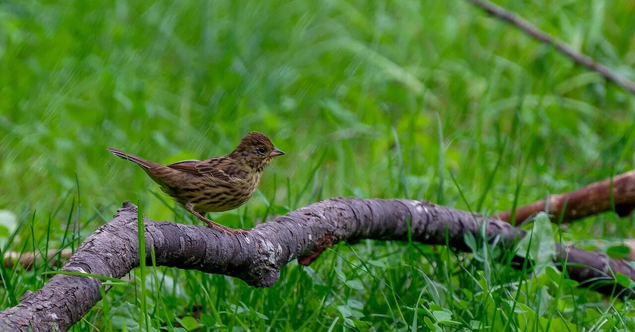 野鳥撮影に望遠レンズは何mm必要？経験から思うこと｜かめんさん