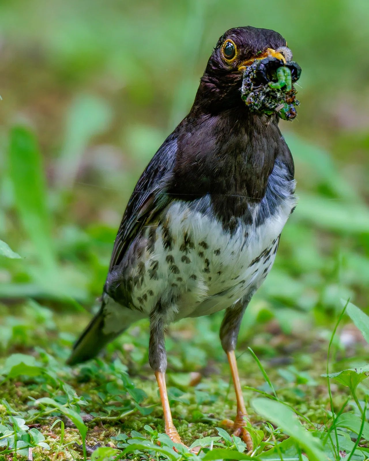 野鳥撮影に望遠レンズは何mm必要？経験から思うこと｜かめんさん