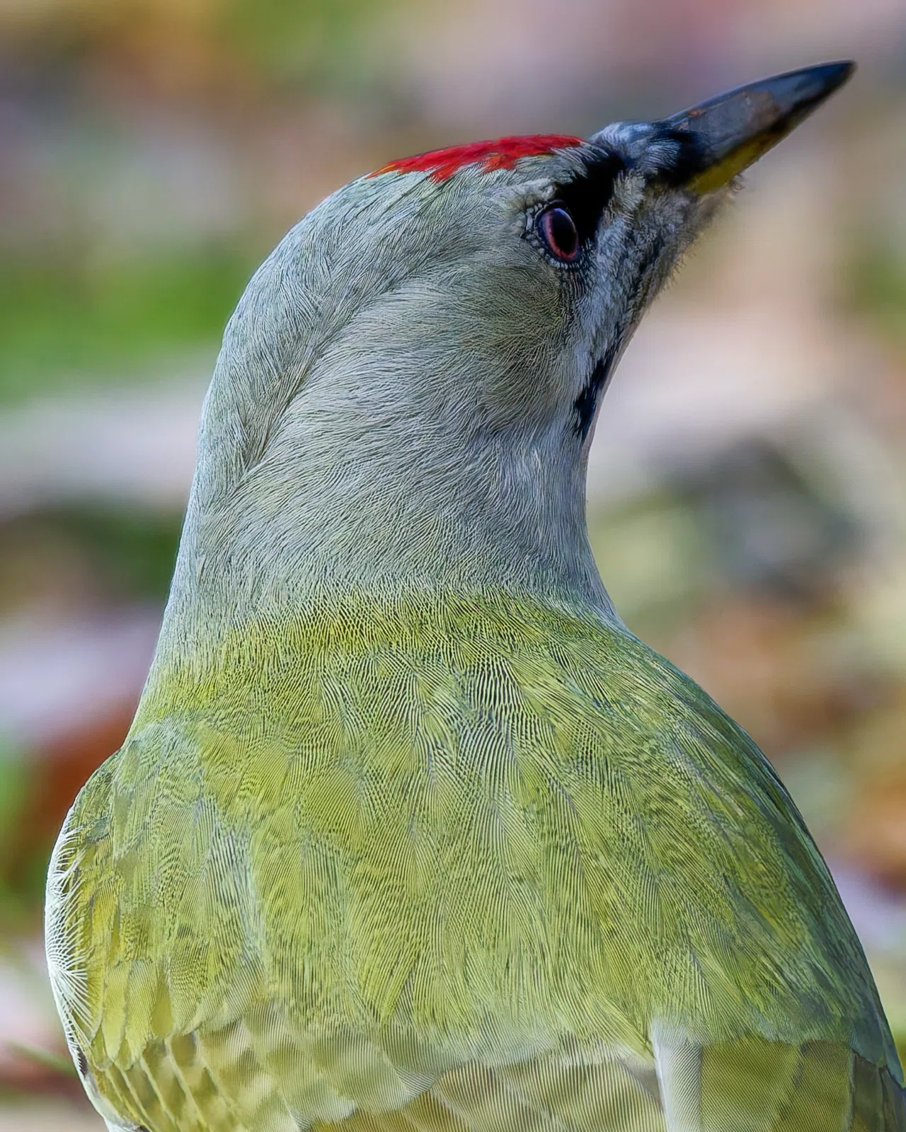 野鳥撮影に望遠レンズは何mm必要？経験から思うこと｜かめんさん