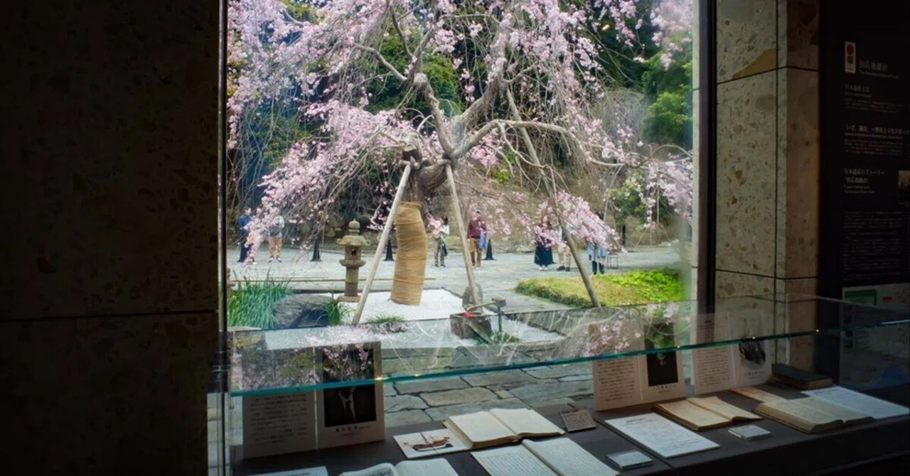 枝垂れ桜の特別公開と手彩色写真 | GR IIIx HDF , GR III HDF + GW4