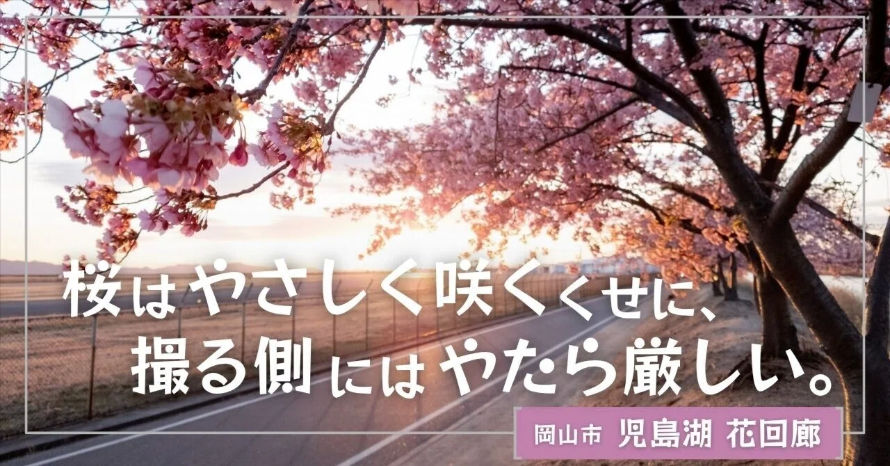 桜咲く様 秋なのに】上天草市で季節外れのサクラ咲く…ソメイヨシノ?夏の猛暑で葉