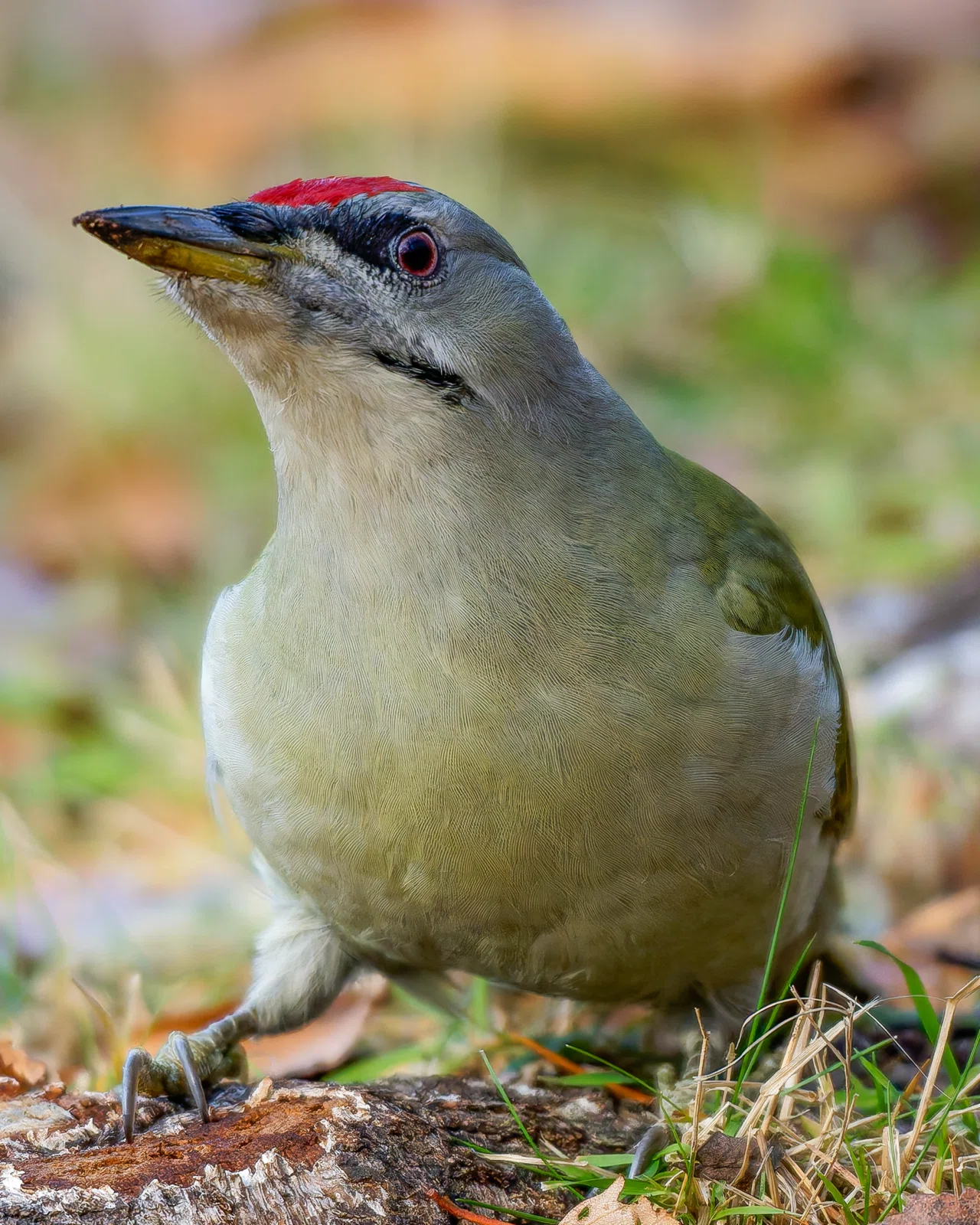 野鳥撮影に望遠レンズは何mm必要？経験から思うこと｜かめんさん