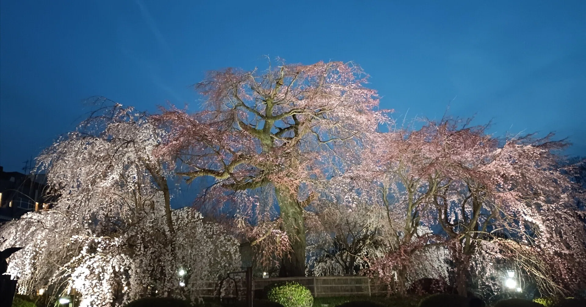 円山公園へ夜桜を見に行く｜らくがき