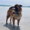 50代｜占いカウンセラーのオカン｜ 保護犬と関西の暮らし