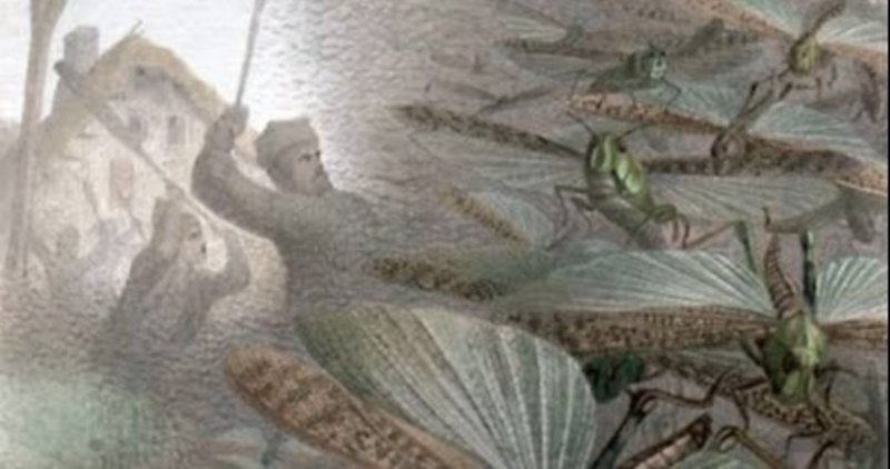 蝗害 バッタの災害 についてのお知らせ 現在どのルートへ進んだのか 最新情報 4 1 5 14 ささぱんだ Note