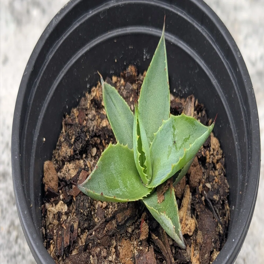 220円の「その他の植物」。子どもの直感が名づけた、アガベ・プー 