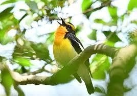 第1027回 野鳥の物真似歌合戦 翆野 大地 Note