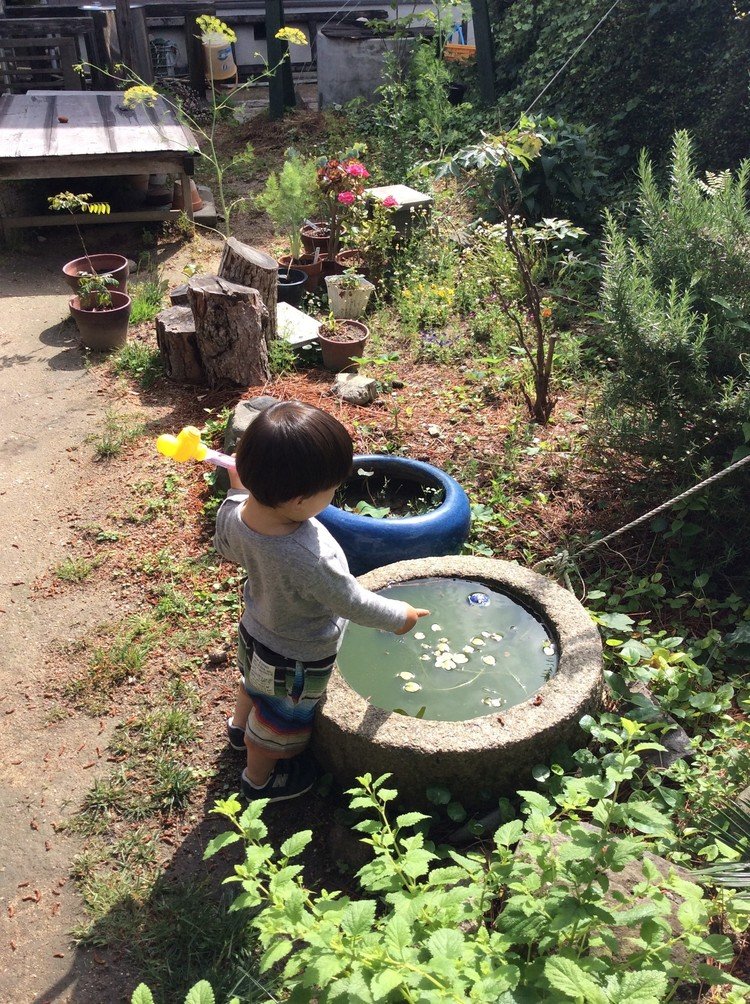 雨上がり。メダカの水槽(石臼）の水が増えていた。