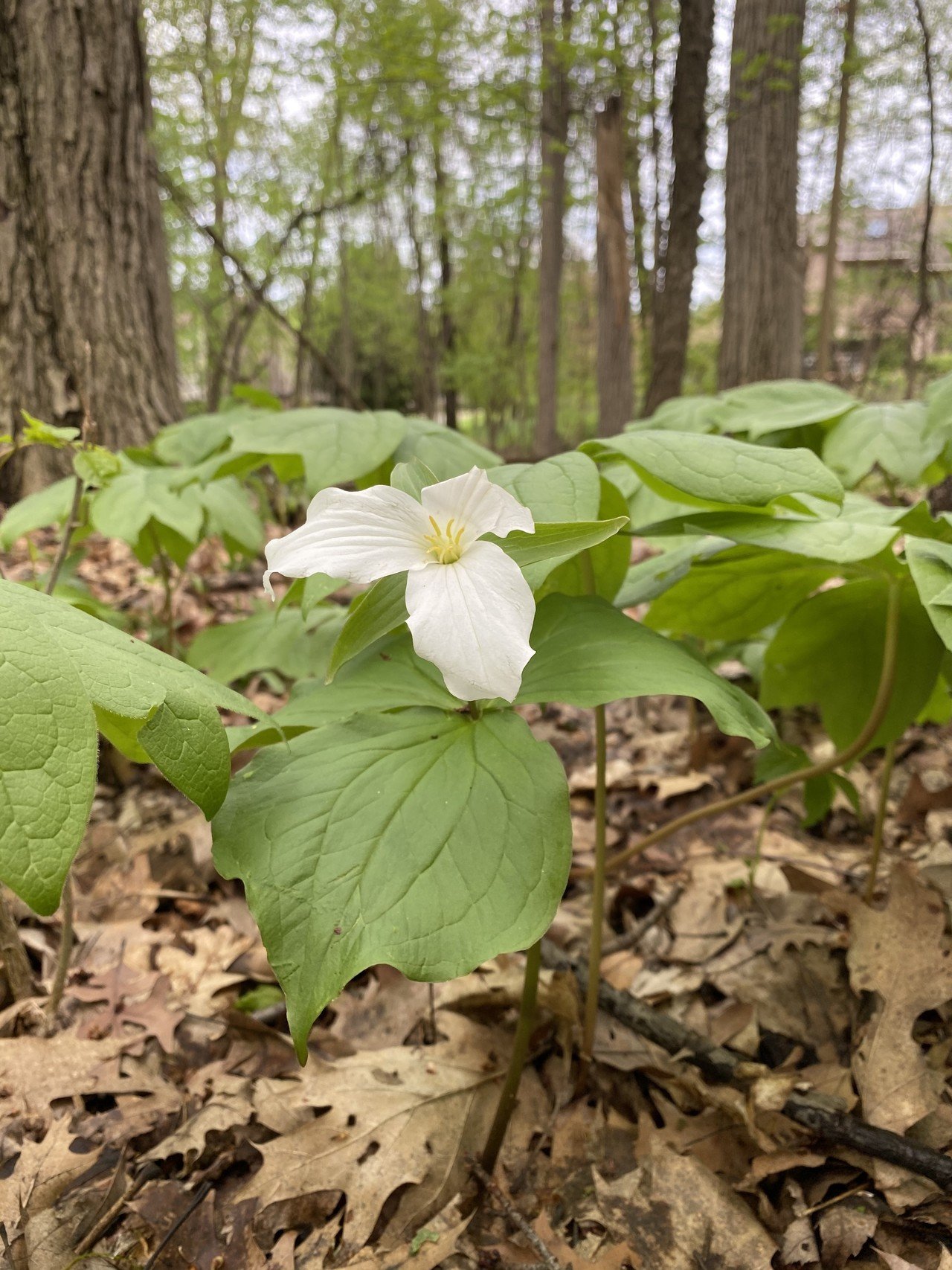 ミシガンの自然 州花トリリアム Mittenmi Note