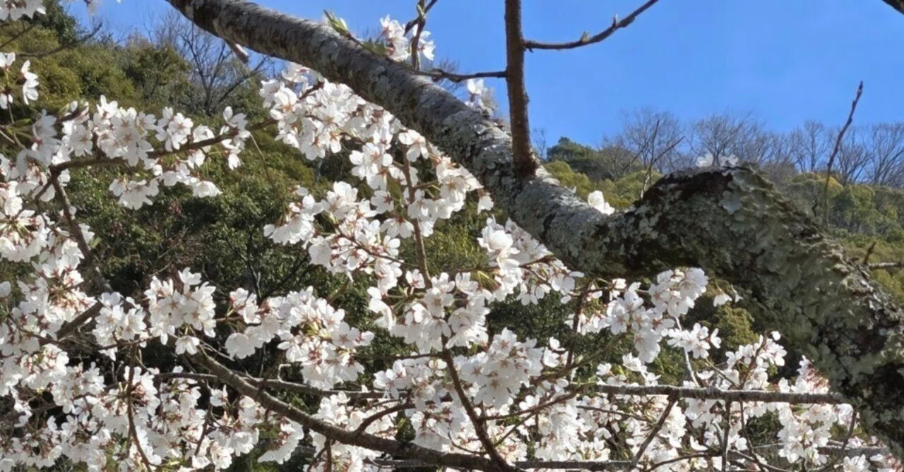 「取り柄がない」と言われて育った私と、今日の桜。｜ソラネ@筆文字アート