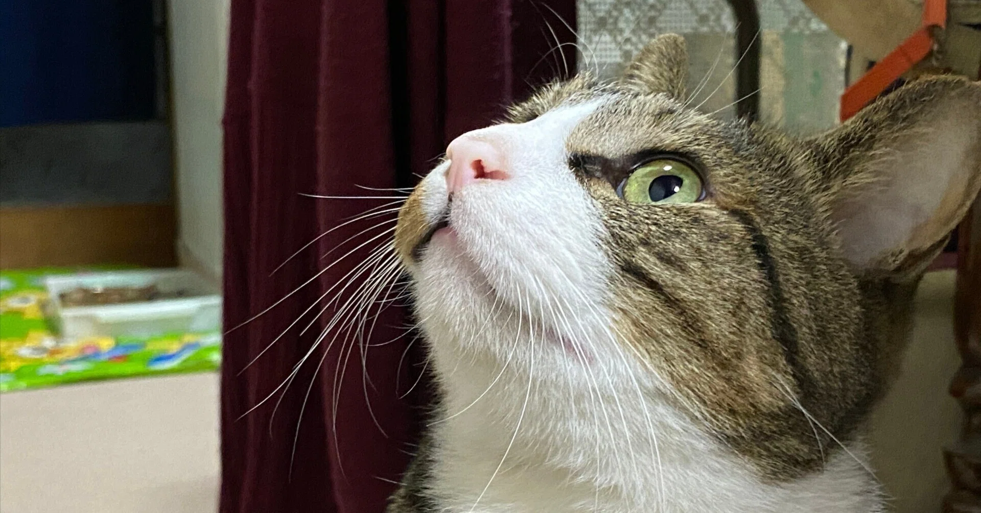 🐱3月22日は「キジ猫の日」だったらしい｜つなくろ