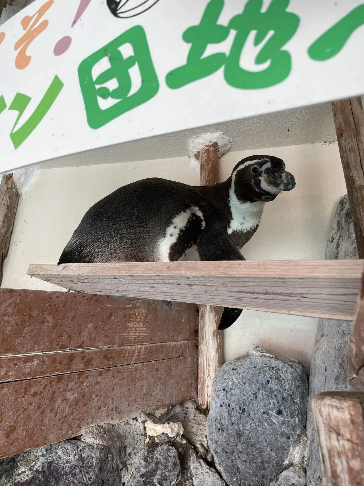 そらのペンギン｜桂浜水族館 公式