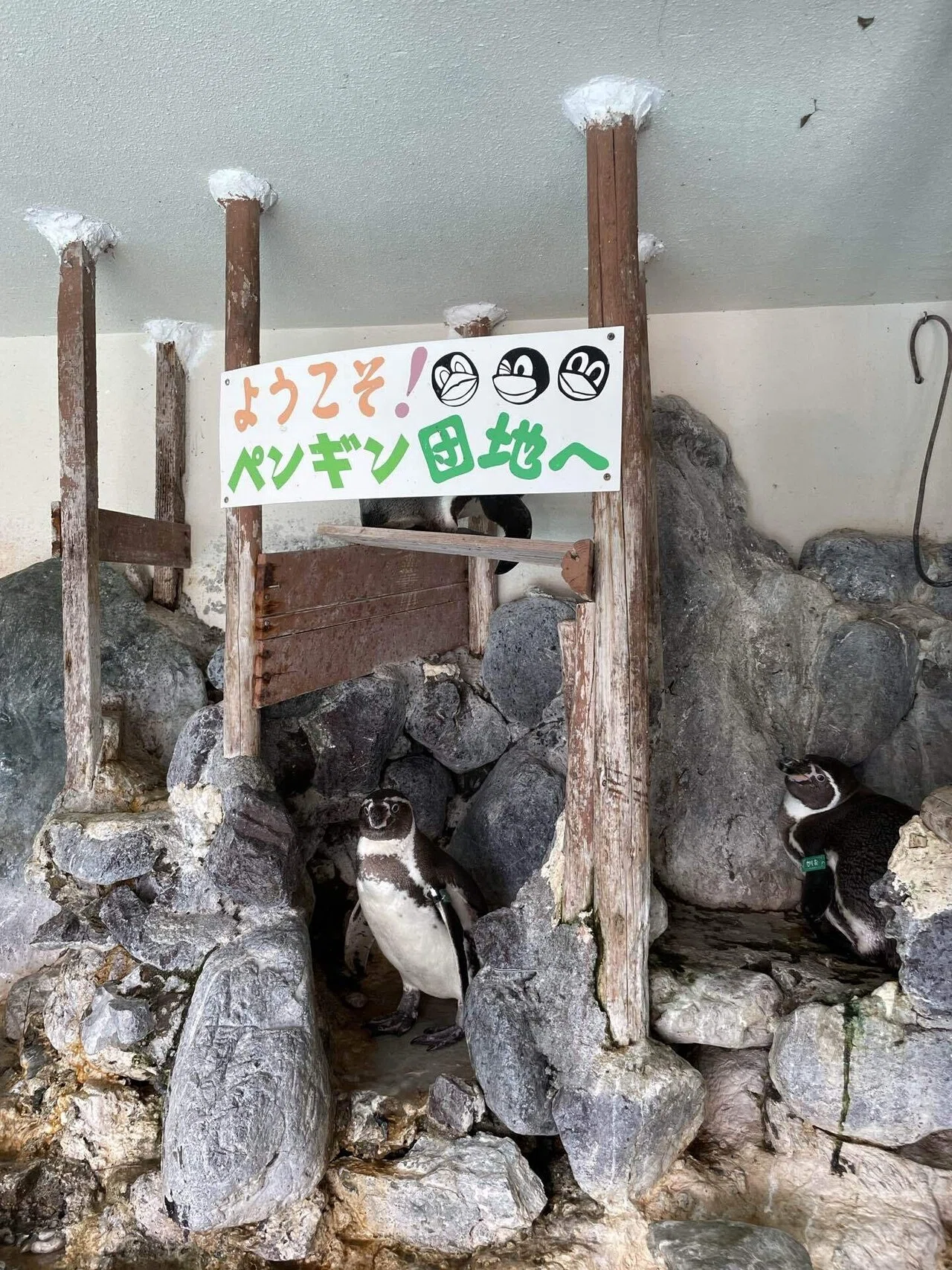 そらのペンギン｜桂浜水族館 公式