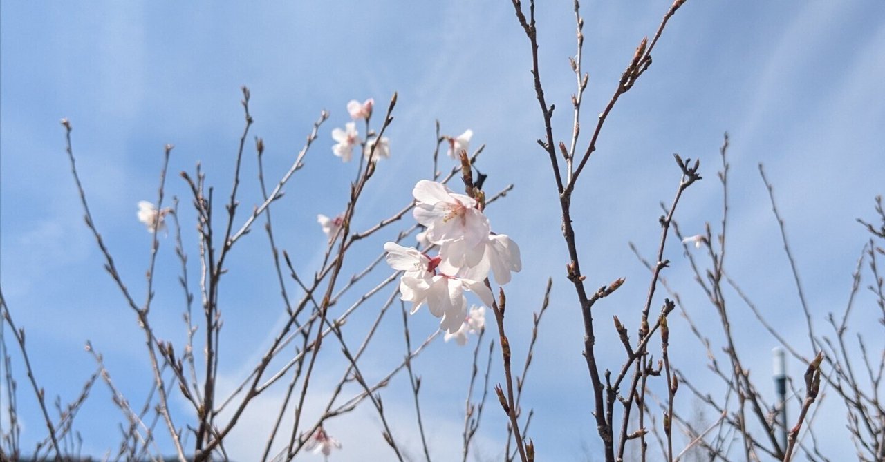 「【日記No.78】広島は、まだほとんど蕾🌸」のサムネイル