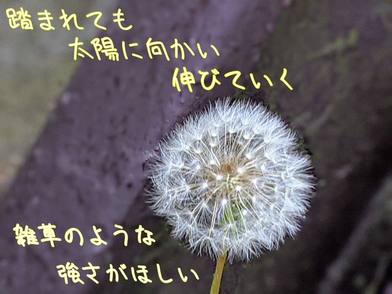 タンポポの綿毛の写真で一首 心の声 柘榴 Note