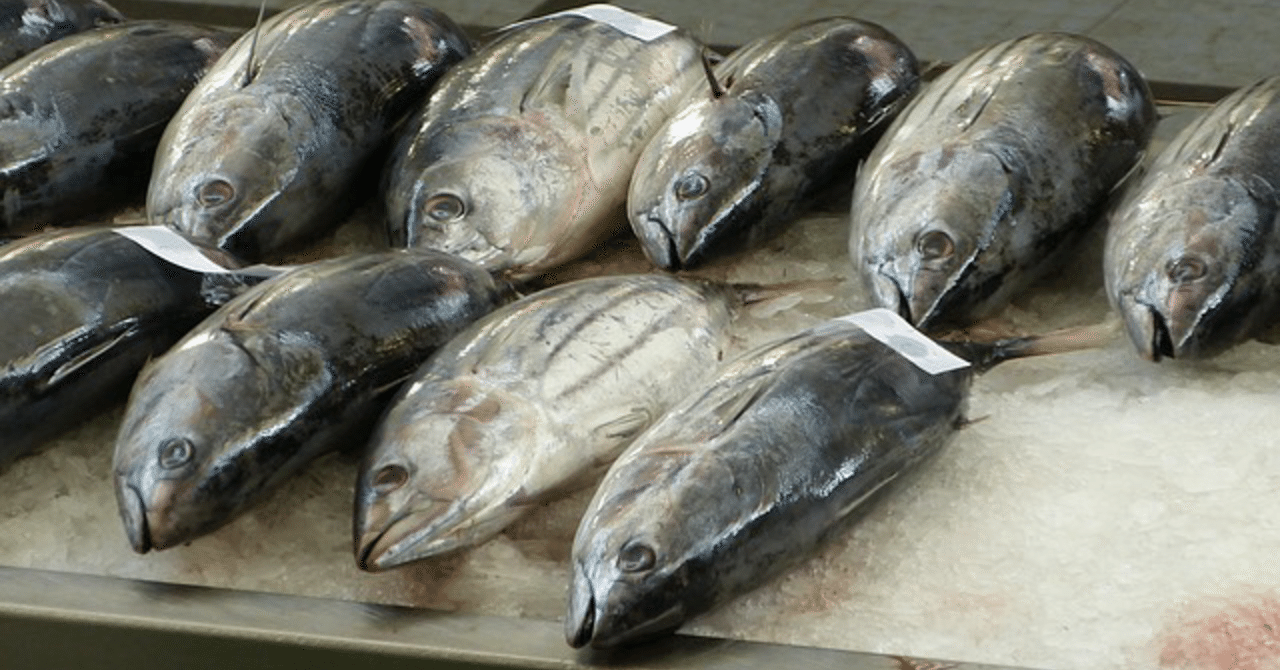 カツオ 春から秋にかけて美味しさが変わる不思議な魚 おぎゆう Note