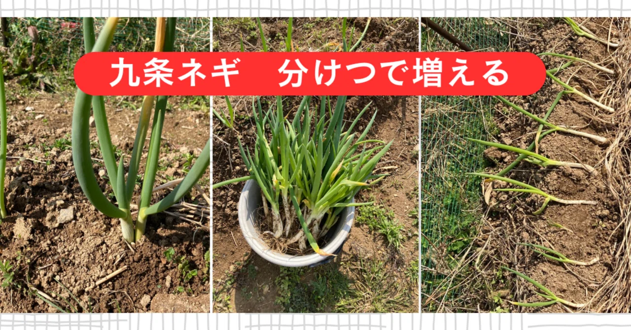 九条ネギは“無限栽培”できる？分けつ苗で畑を囲ってみた話｜クワじいじ