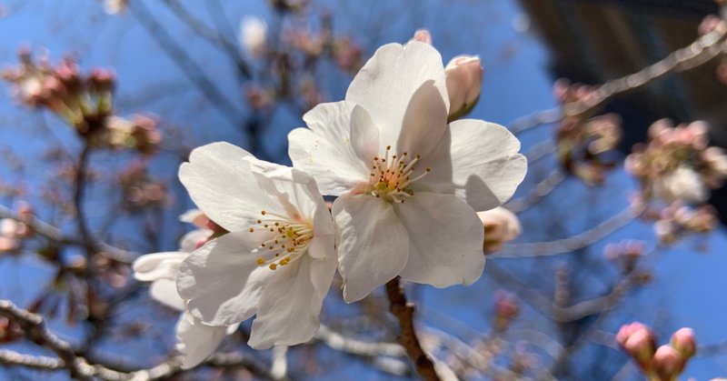 文カス大学生 Note 文カス大学生 Note