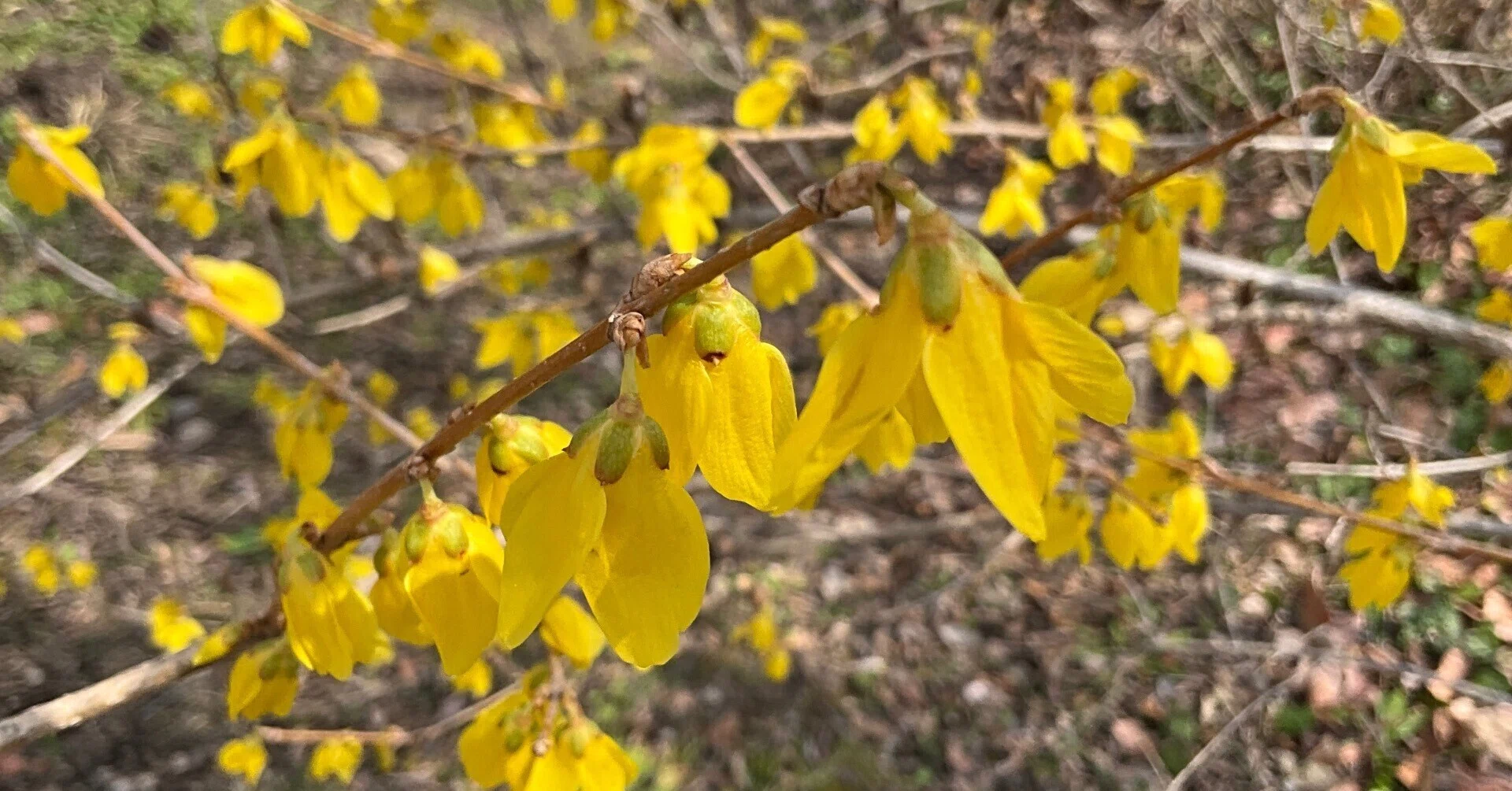 イギリス廃盤Spode 社 GAREN FLOWERS ライラック、レンギョウ レンギョウとシナレンギョウ（京都府立植物園）：2026年3月25日（水