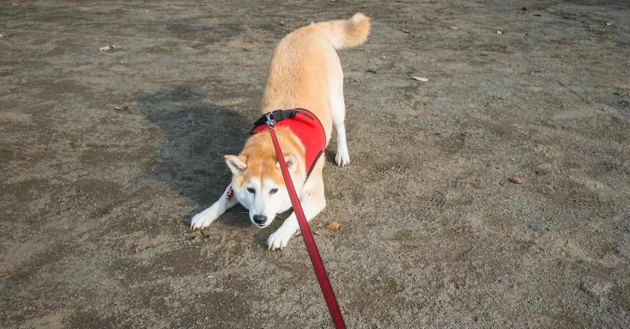 手作り犬ごはん のすすめ 黒田隆憲 Note