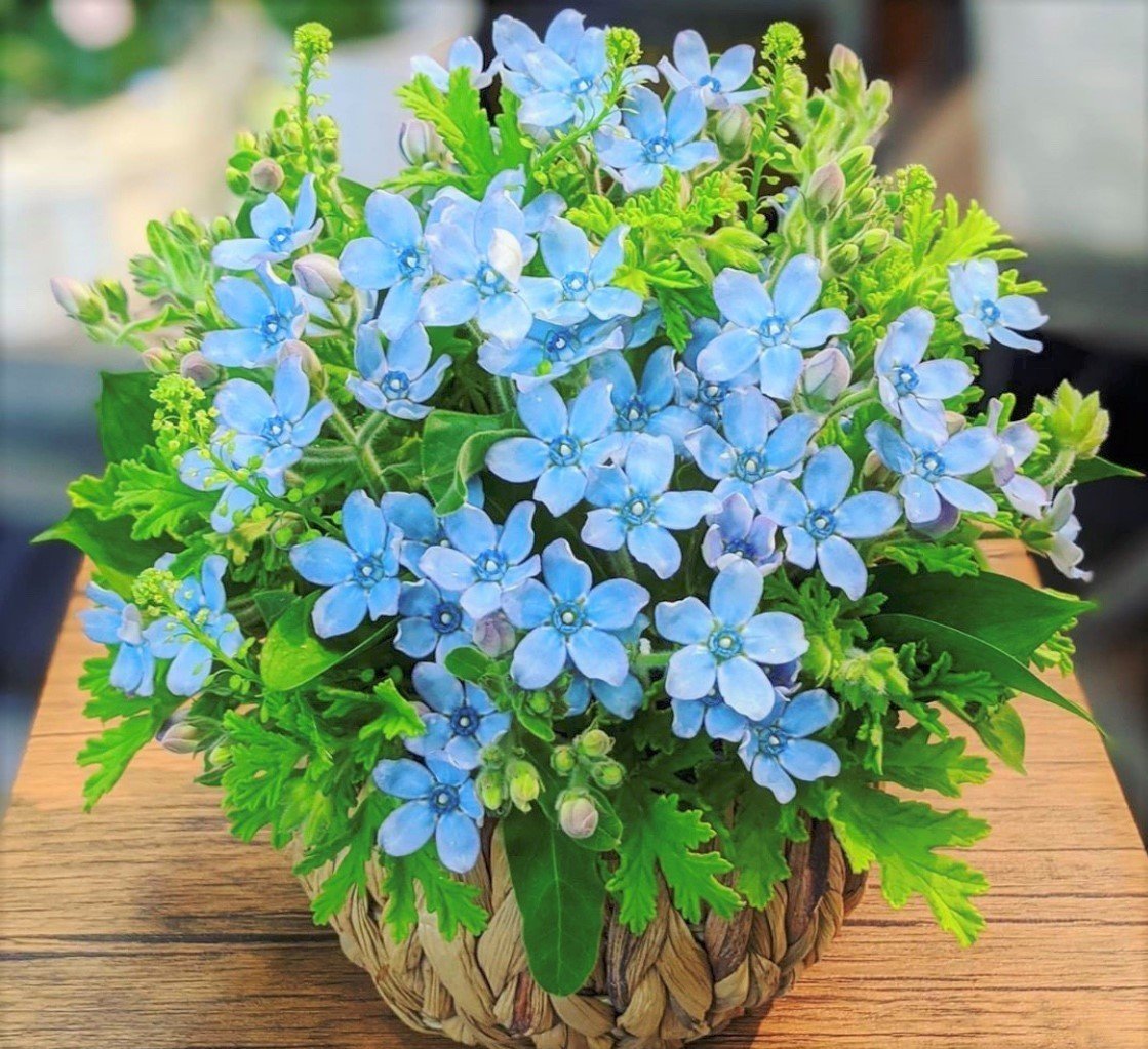 花図鑑 ブルースター はこねフローリスト Note 花図鑑 ブルースター はこねフローリスト Note
