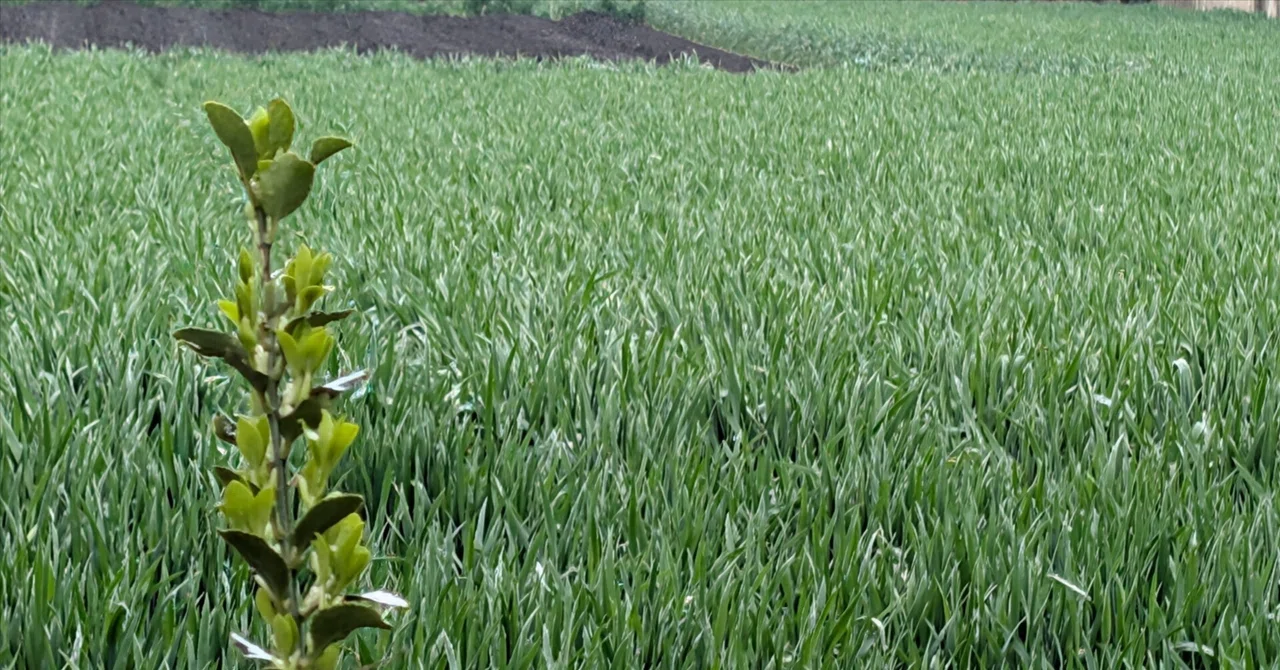 0441 参宿 荒ぶる風だが爽やかに、思いのままに駆け抜ける|藍野 泉
