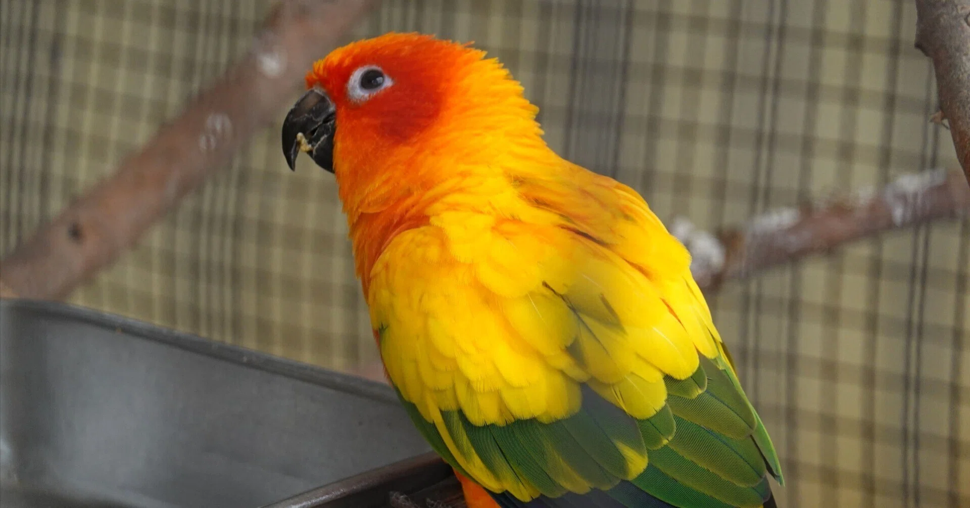 確認用コガネメキシコ コガネメキシコインコの写真集｜M_ayumi