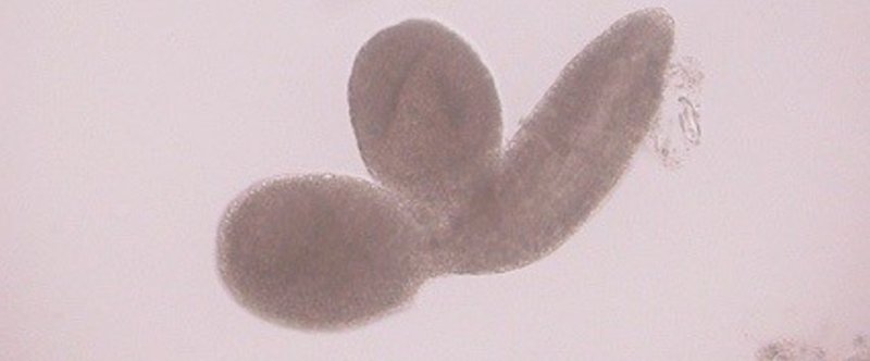 シロイヌナズナの胚の単離方法
