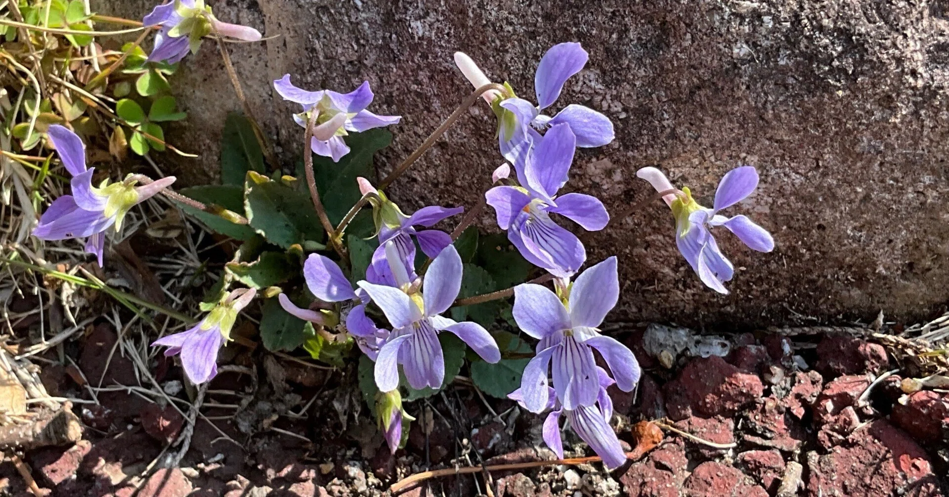 タチツボスミレ（京都府立植物園）：2026年3月25日（水）｜藤井秀昭