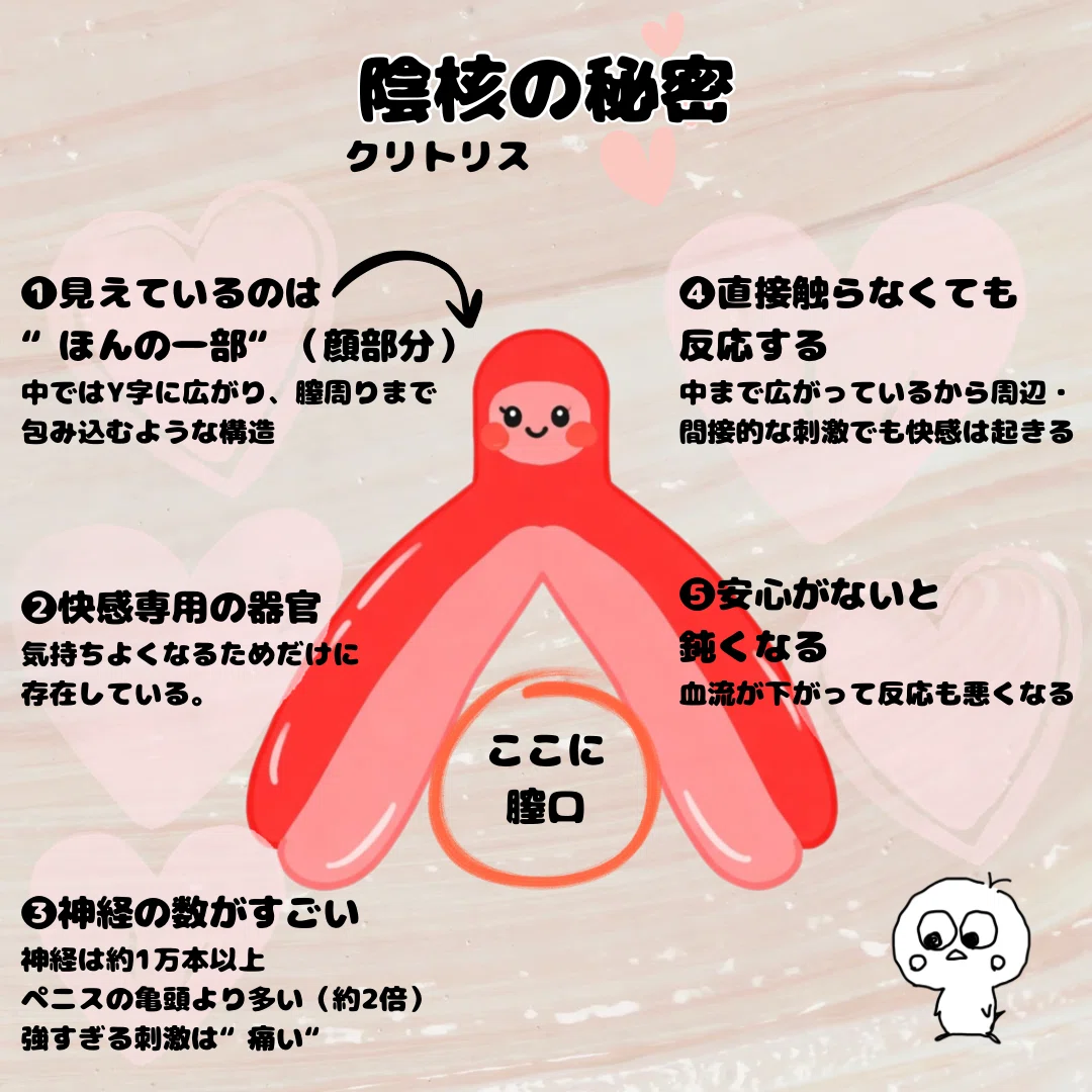 知られざるクリトリスの全貌