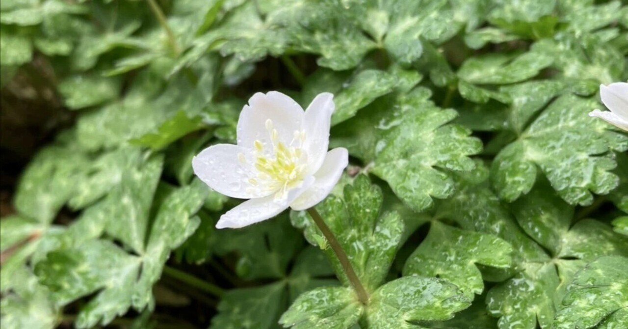 鎌倉の小さな出版社　雨の春もすてき