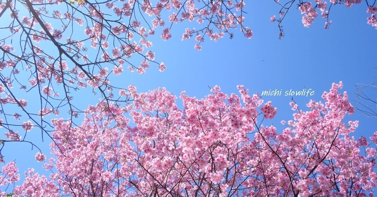 2026年桜巡りvol.1～青空に映える陽光桜・江戸彼岸桜｜*michi*