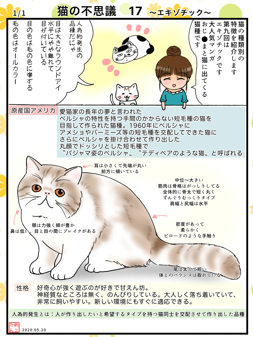 猫の不思議17 エキゾチック めこたん 漫画 イラスト Note