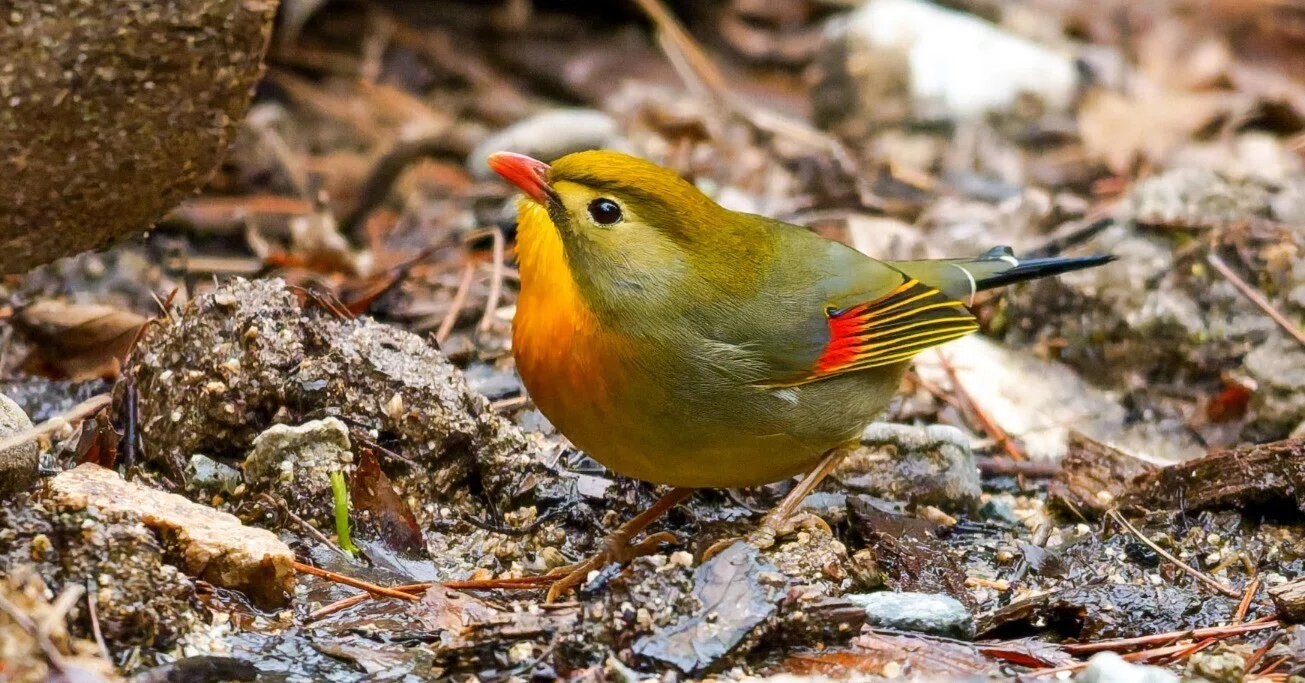 水を飲みにやって来たソウシチョウ(相思鳥)｜Miya
