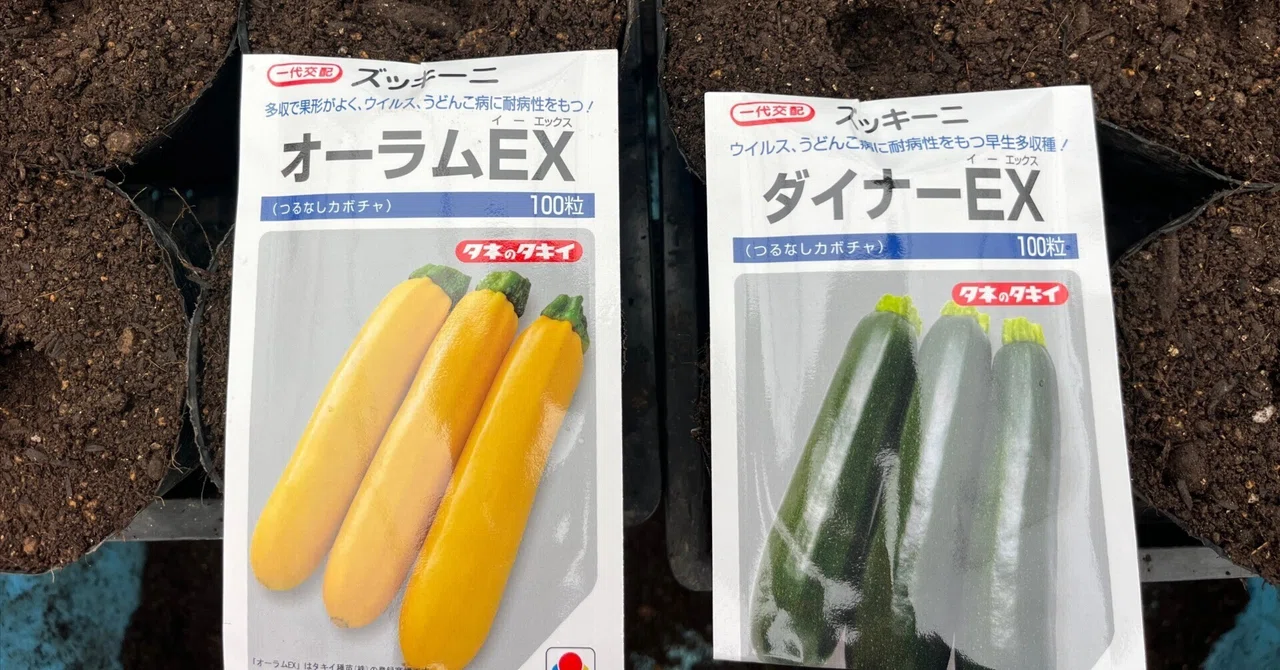 ズッキーニ2品種の種まきを行いました~26/02/25｜オーガニックファーム