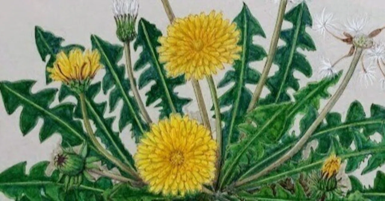 植物画・ボタニカルアート】タンポポの一生を感じてみた｜かりあ