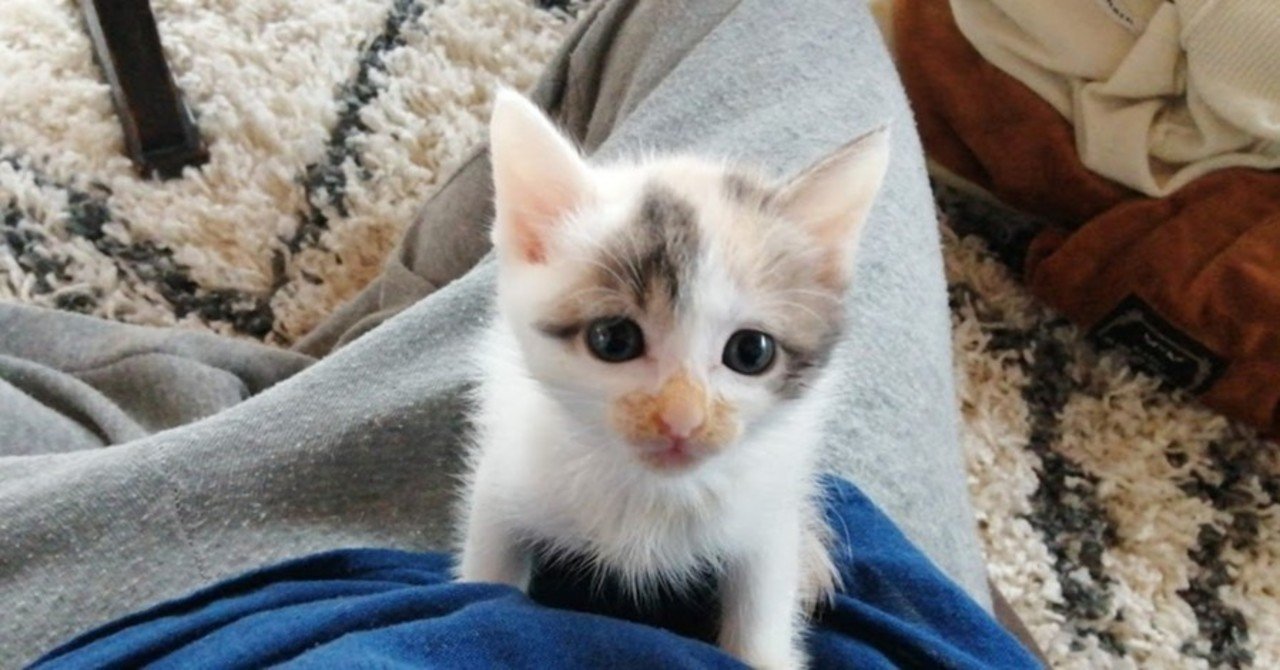 在宅フリーランス 新米夫婦 の家に子猫が来たら さだっち 育てるデザイン Note